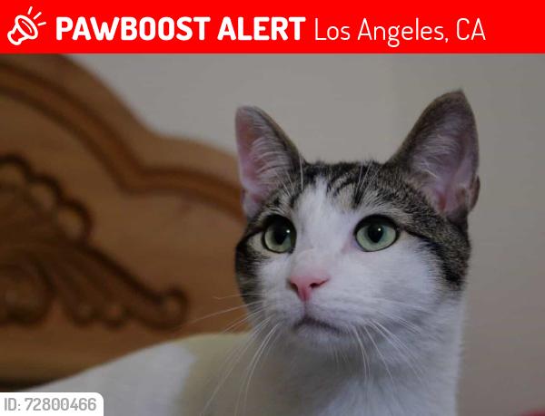Lost Male Cat last seen Normandie & Washington/Adams, Los Angeles, CA 90007