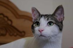 Lost Male Cat last seen Normandie & Washington/Adams, Los Angeles, CA 90007