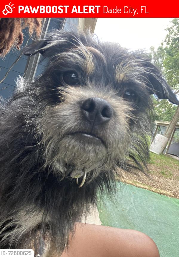 Lost Male Dog last seen Janet circle dr, Dade City, FL 33525