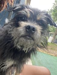 Lost Male Dog last seen Janet circle dr, Dade City, FL 33525