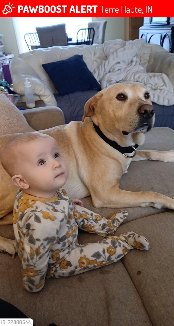 Lost Male Dog last seen 7th st and Springhill, Terre Haute, IN 47802
