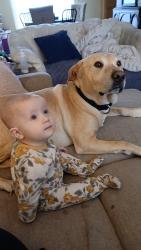 Lost Male Dog last seen 7th st and Springhill, Terre Haute, IN 47802