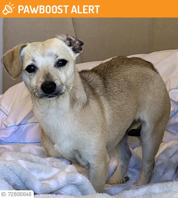 Found/Stray Female Dog last seen Eastmont , East Los Angeles, CA 90022