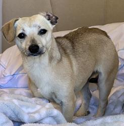 Found/Stray Female Dog last seen Eastmont , East Los Angeles, CA 90022