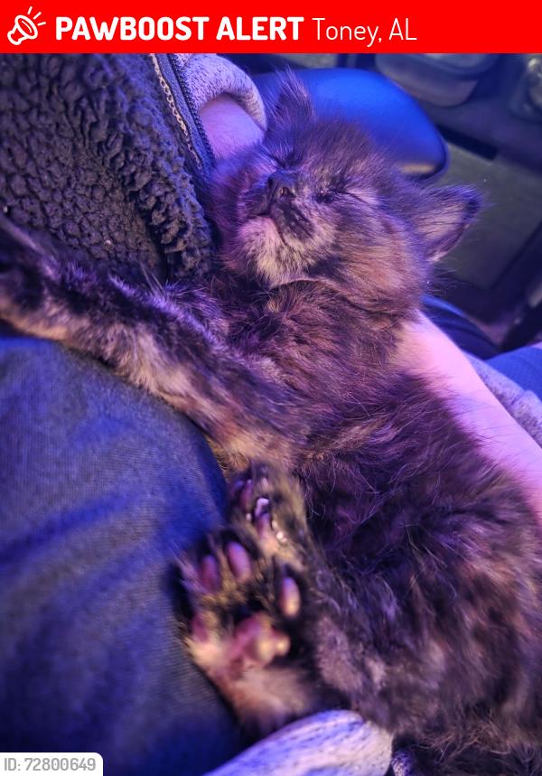 Lost Female Cat last seen Near barn trail way, Toney, AL 35773