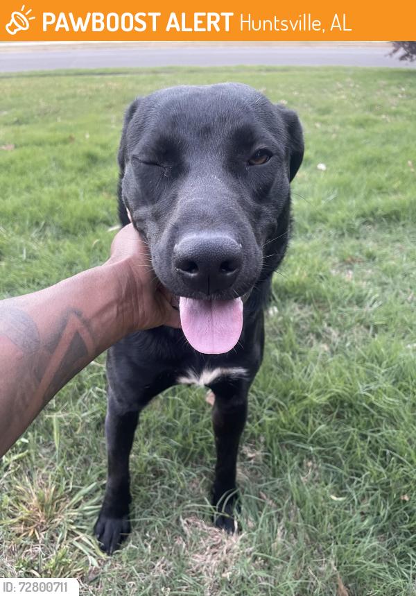Found/Stray Male Dog last seen Blake Bottom, Jeff Road , Huntsville, AL 35806