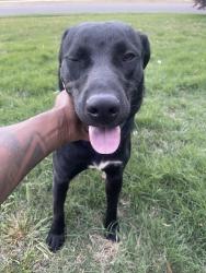 Found/Stray Male Dog last seen Blake Bottom, Jeff Road , Huntsville, AL 35806