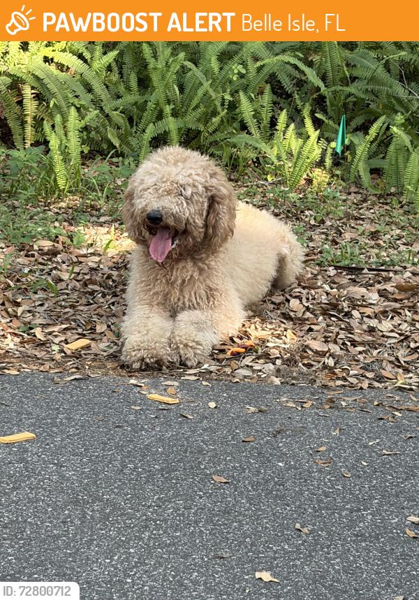 Found/Stray Male Dog last seen Cross Lake-Pleasure Island off of Hoffner, Belle Isle, FL 32809