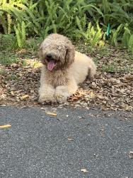 Found/Stray Male Dog last seen Cross Lake-Pleasure Island off of Hoffner, Belle Isle, FL 32809