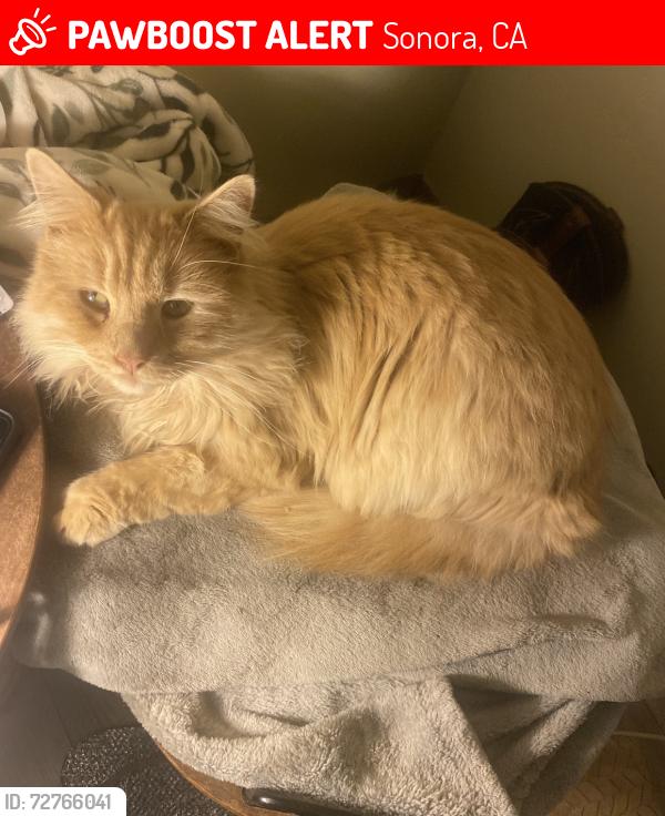 Lost Male Cat last seen West sunset street Sonora ca, downtown Sonora, fair grounds , Sonora, CA 95370