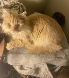Lost Male Cat last seen West sunset street Sonora ca, downtown Sonora, fair grounds , Sonora, CA 95370