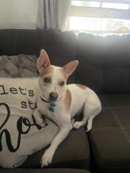 Lost Female Dog last seen Central, Wichita, KS 67212