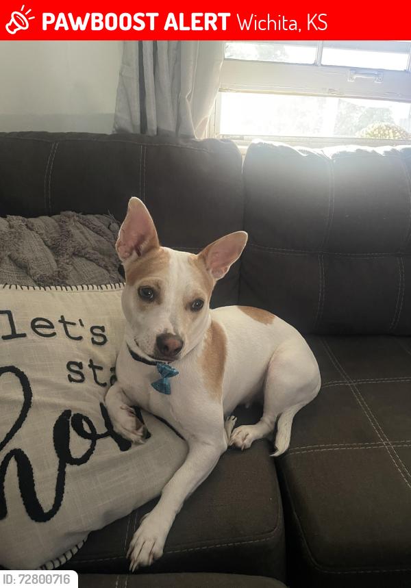 Lost Female Dog last seen Central, Wichita, KS 67212