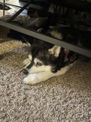 Lost Female Dog last seen Central, Wichita, KS 67212