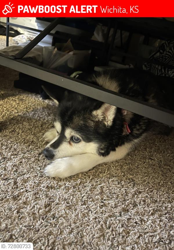 Lost Female Dog last seen Central, Wichita, KS 67212