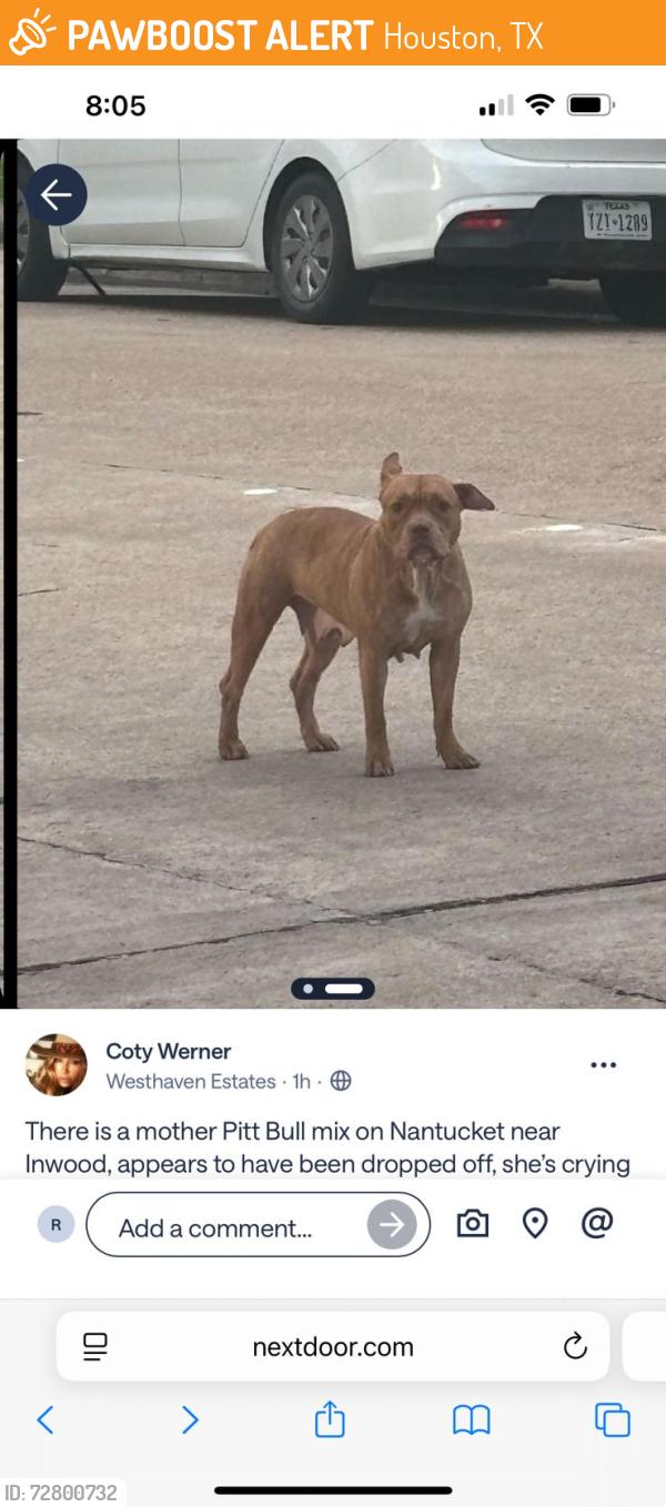 Found/Stray Female Dog last seen Inwood and Nantucket , Houston, TX 77057