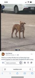 Found/Stray Female Dog last seen Inwood and Nantucket , Houston, TX 77057