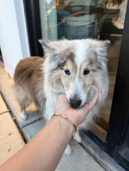 Found/Stray Female Dog last seen Harrsion and Memphis , New Orleans, LA 70124