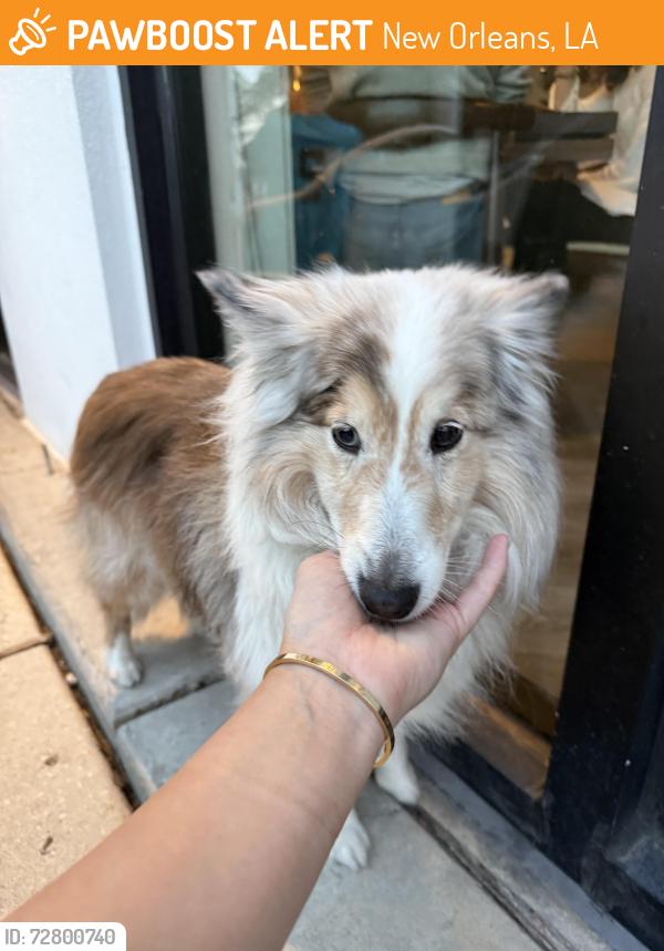 Found/Stray Female Dog last seen Harrsion and Memphis , New Orleans, LA 70124