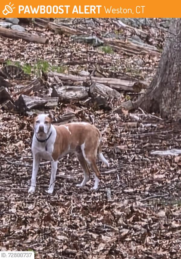 Found/Stray Unknown Dog last seen Between Richmond Hill Rd and Lords Highway East, Weston, CT 06883