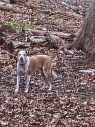 Found/Stray Unknown Dog last seen Between Richmond Hill Rd and Lords Highway East, Weston, CT 06883