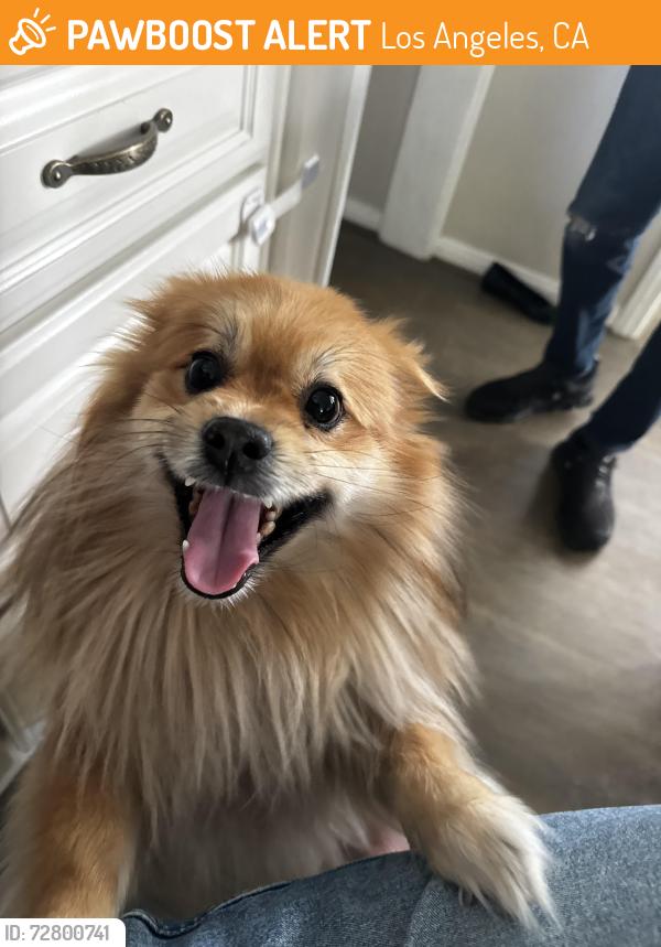 Found/Stray Male Dog last seen Colfax , Los Angeles, CA 91606
