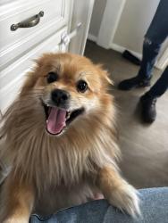 Found/Stray Male Dog last seen Colfax , Los Angeles, CA 91606