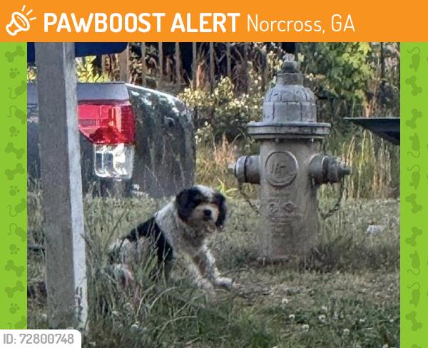 Found/Stray Unknown Dog last seen Simpson circle and Buford Hwy Intersection, Norcross, GA 30071