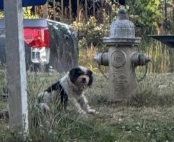 Found/Stray Unknown Dog last seen Simpson circle and Buford Hwy Intersection, Norcross, GA 30071