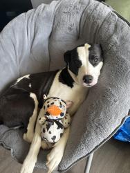 Reunited Female Dog last seen Mickey’s Dog Park, Killeen, TX 76543