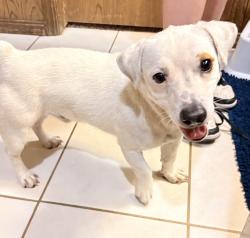 Found/Stray Male Dog last seen Near Bob Scott Nursery, just west of Morgan Rd on Wilshire, Yukon, OK 73099
