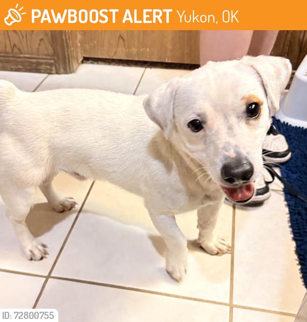 Found/Stray Male Dog last seen Near Bob Scott Nursery, just west of Morgan Rd on Wilshire, Yukon, OK 73099