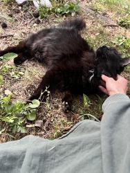 Found/Stray Unknown Cat last seen Waynesville Avenue, Asheville, NC 28801