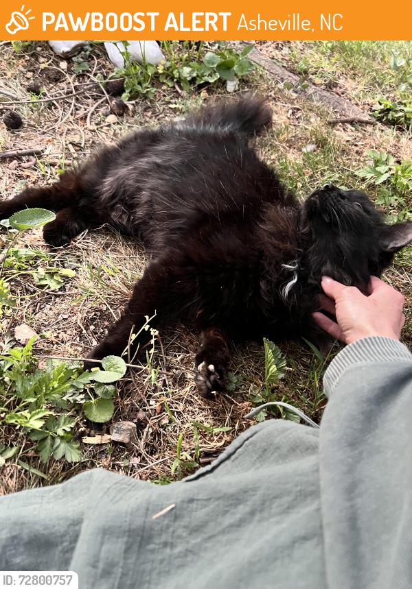 Found/Stray Unknown Cat last seen Waynesville Avenue, Asheville, NC 28801