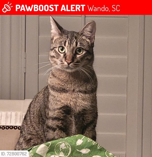 Lost Male Cat last seen Clements ferry road , Wando, SC 29492