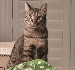 Lost Male Cat last seen Clements ferry road , Wando, SC 29492