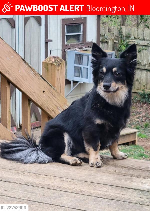 Lost Male Dog last seen Old Bloomongton hosp, Bloomington, IN 47403