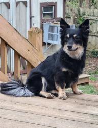 Lost Male Dog last seen Old Bloomongton hosp, Bloomington, IN 47403