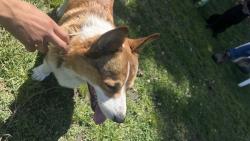 Found/Stray Male Dog last seen N El Capitan Ave & W Alamos, Fresno, CA 93722