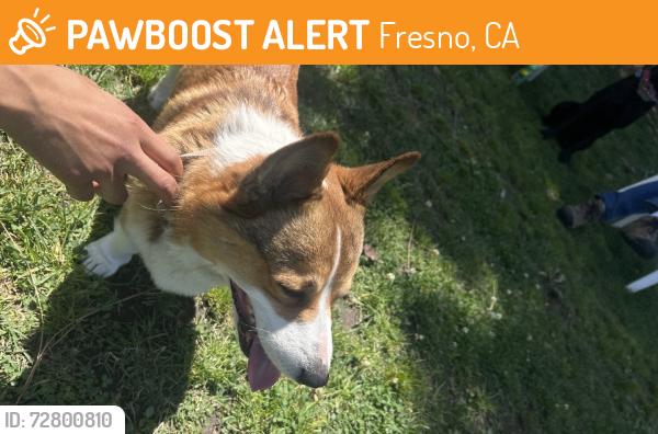 Found/Stray Male Dog last seen N El Capitan Ave & W Alamos, Fresno, CA 93722