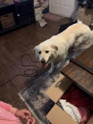 Found/Stray Unknown Dog last seen Roan dr , Houston, TX 77065