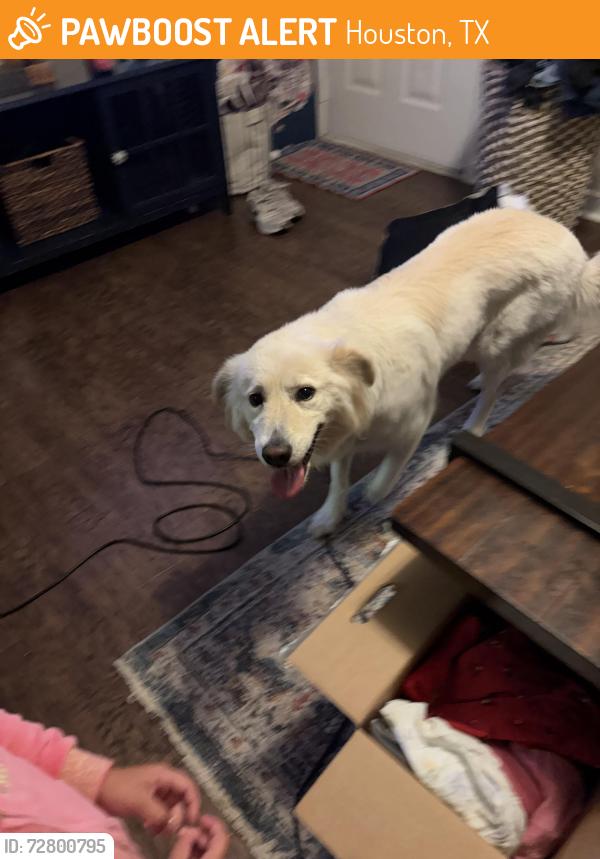 Found/Stray Unknown Dog last seen Roan dr , Houston, TX 77065