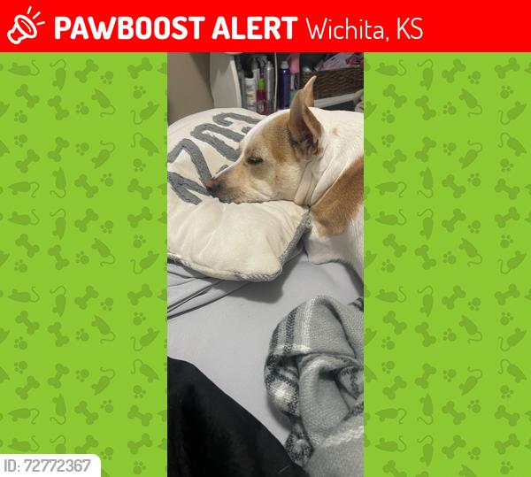 Lost Male Dog last seen Tyler and central , Wichita, KS 67212