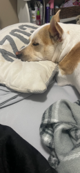 Lost Male Dog last seen Tyler and central , Wichita, KS 67212