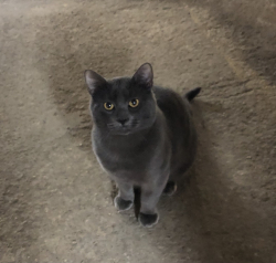 Found/Stray Unknown Cat last seen Henderson at Gilmore, Winnipeg, MB R2G 2B9