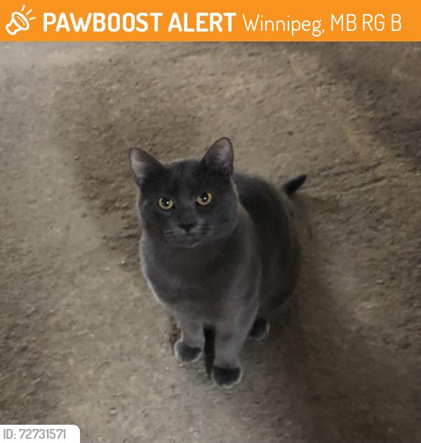 Found/Stray Unknown Cat last seen Henderson at Gilmore, Winnipeg, MB R2G 2B9