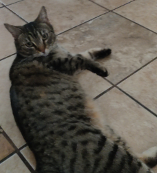 Lost Female Cat last seen Hickory/midway, Temple, TX 76502