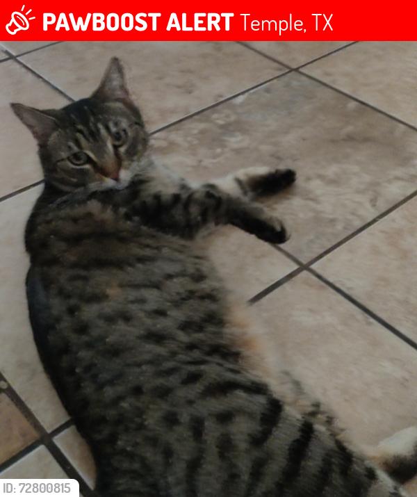 Lost Female Cat last seen Hickory/midway, Temple, TX 76502