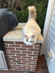 Found/Stray Unknown Cat last seen Grove/Hillside, Barrington, IL 60010