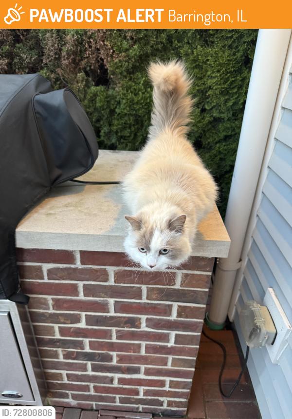 Found/Stray Unknown Cat last seen Grove/Hillside, Barrington, IL 60010